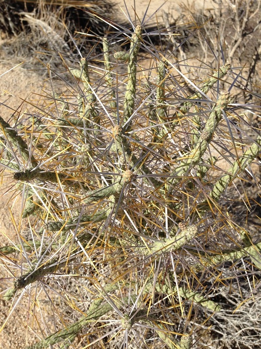 Cylindropuntia ramosissima Cylindropuntia ramosissima