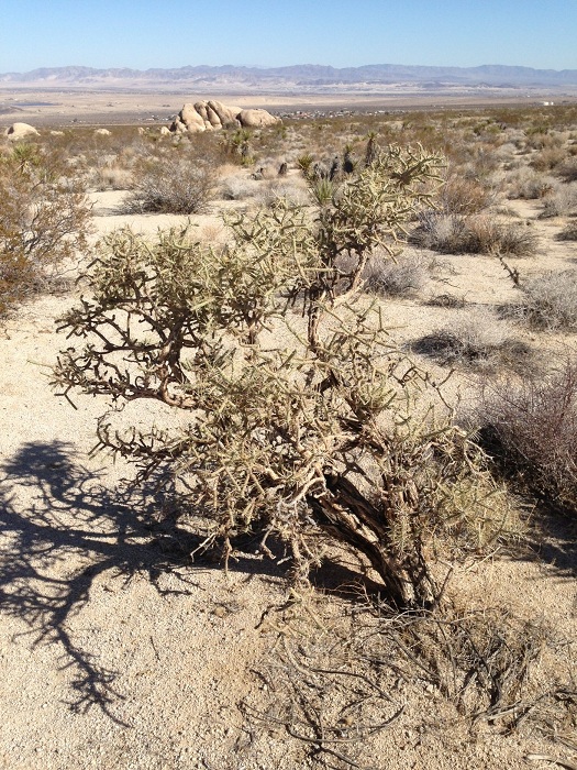 Cylindropuntia ramosissima Cylindropuntia ramosissima