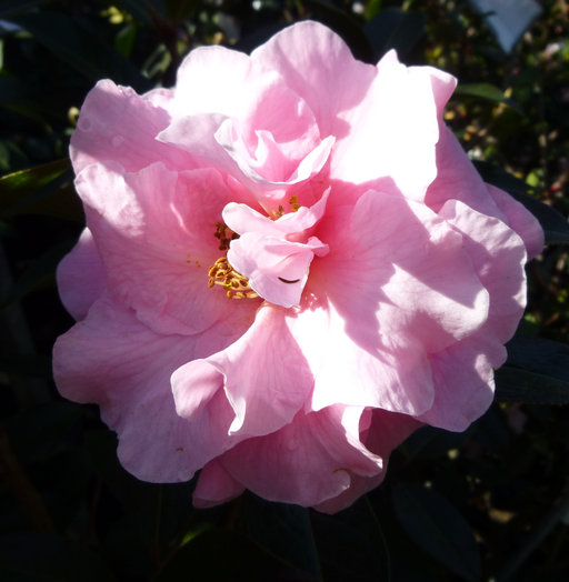Camellia x reticulata