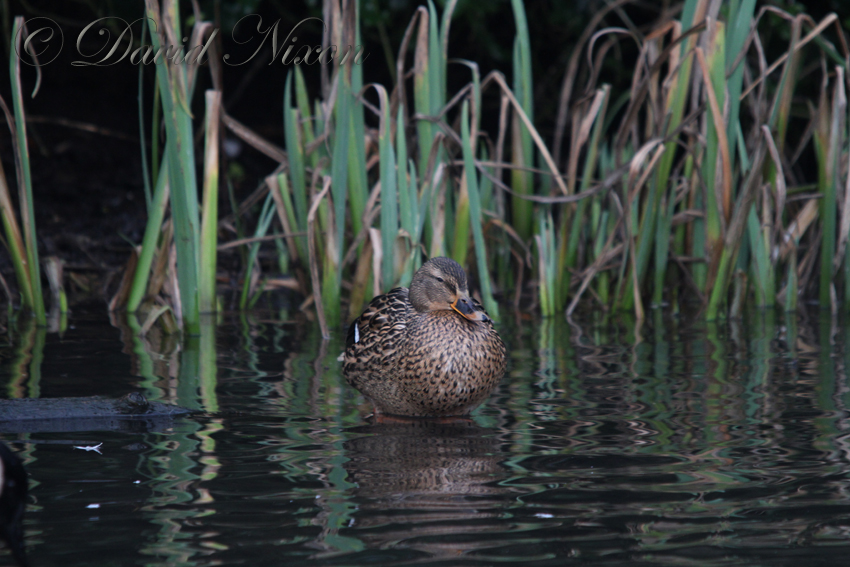 Anas platyrhynchos