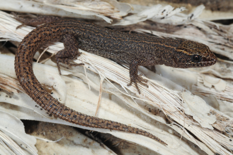 Xantusia vigilis Xantusia vigilis