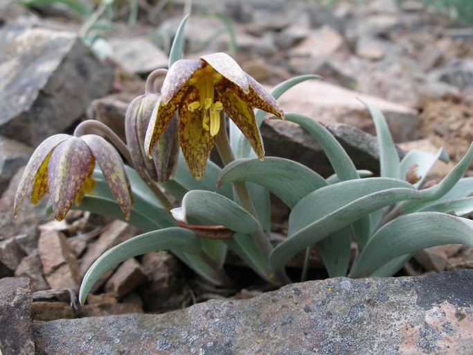 Fritillaria glauca