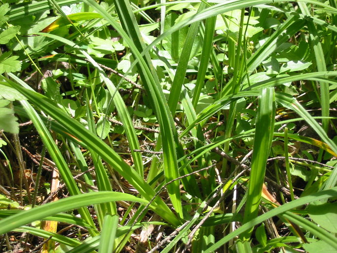 Carex gynodynama