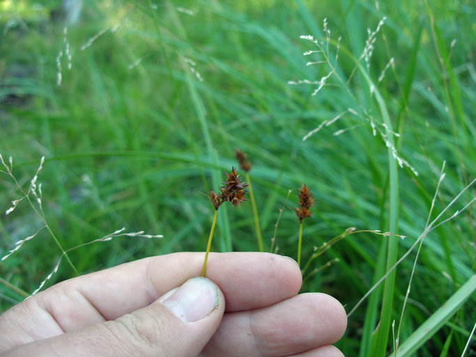 Carex praticola