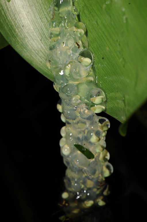 Agalychnis annae