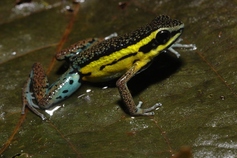 Ameerega pongoensis Ameerega pongoensis
