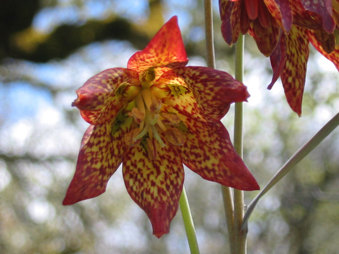 Fritillaria gentneri