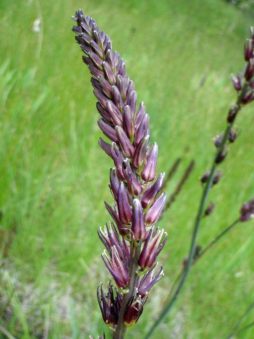 Hastingsia bracteosa var. atropurpurea