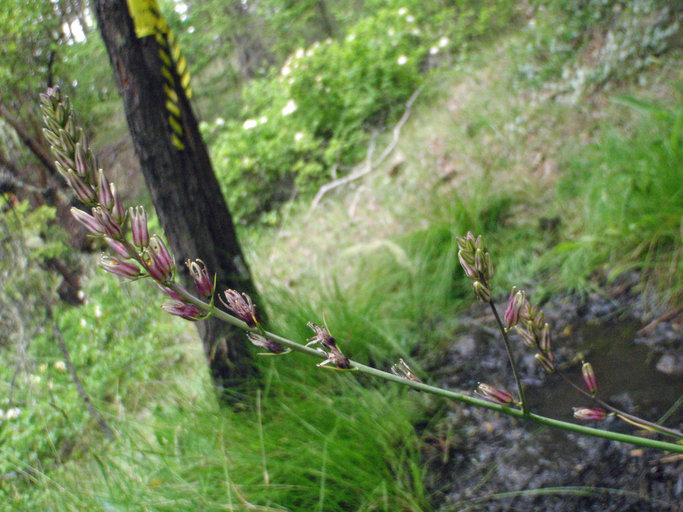 Hastingsia bracteosa var. atropurpurea