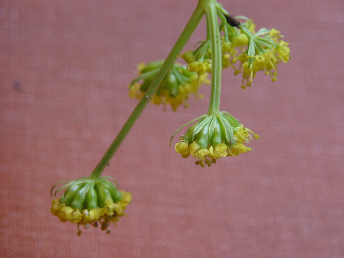 Lomatium cookii