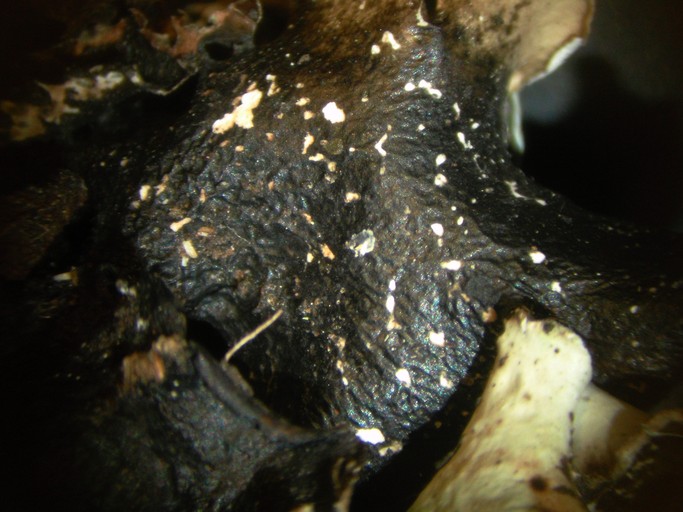 Cetrelia cetrarioides