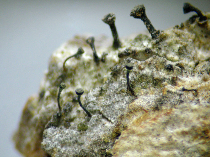 Chaenotheca subroscida