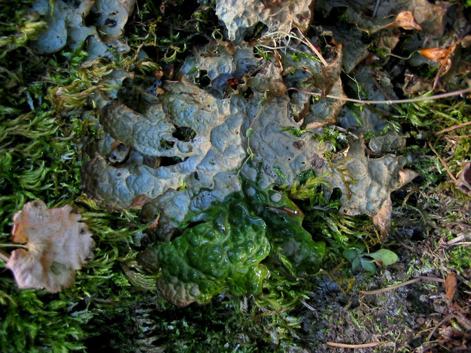 Lobaria linita var. linita