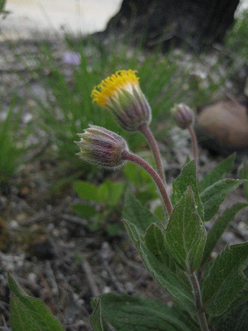 Arnica venosa