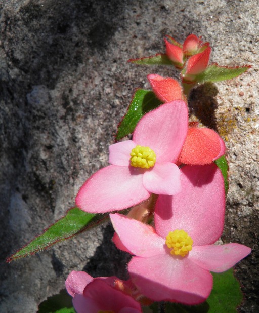 Begonia sandtii