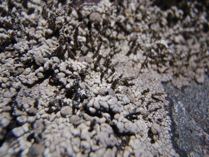 Pilophorus nigricaulis