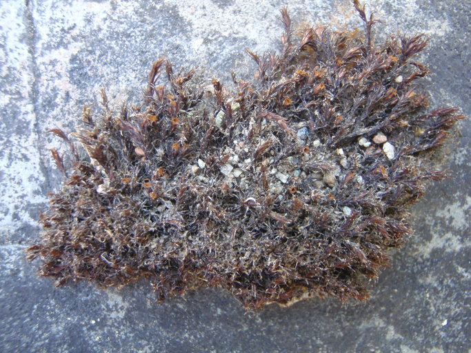 Schistidium cinclidodonteum