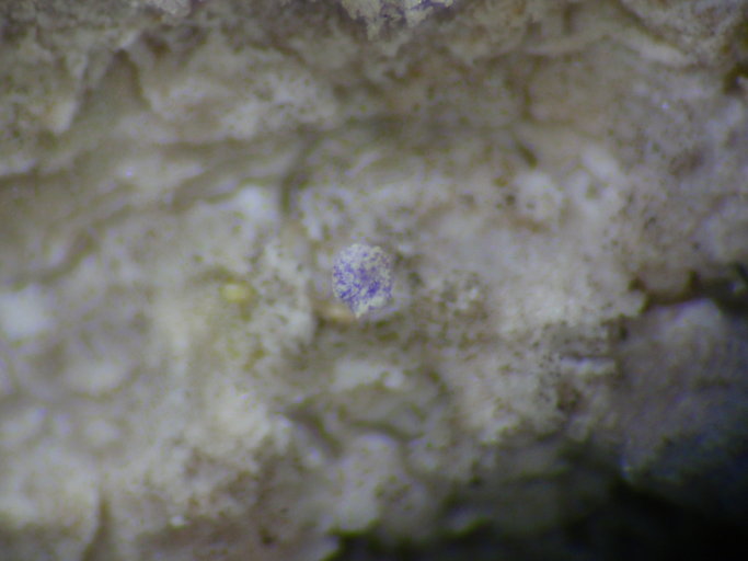 Sclerophora amabilis