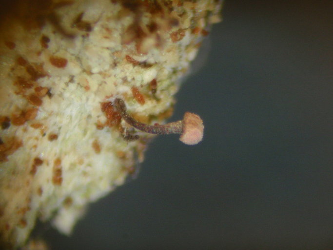 Sclerophora peronella