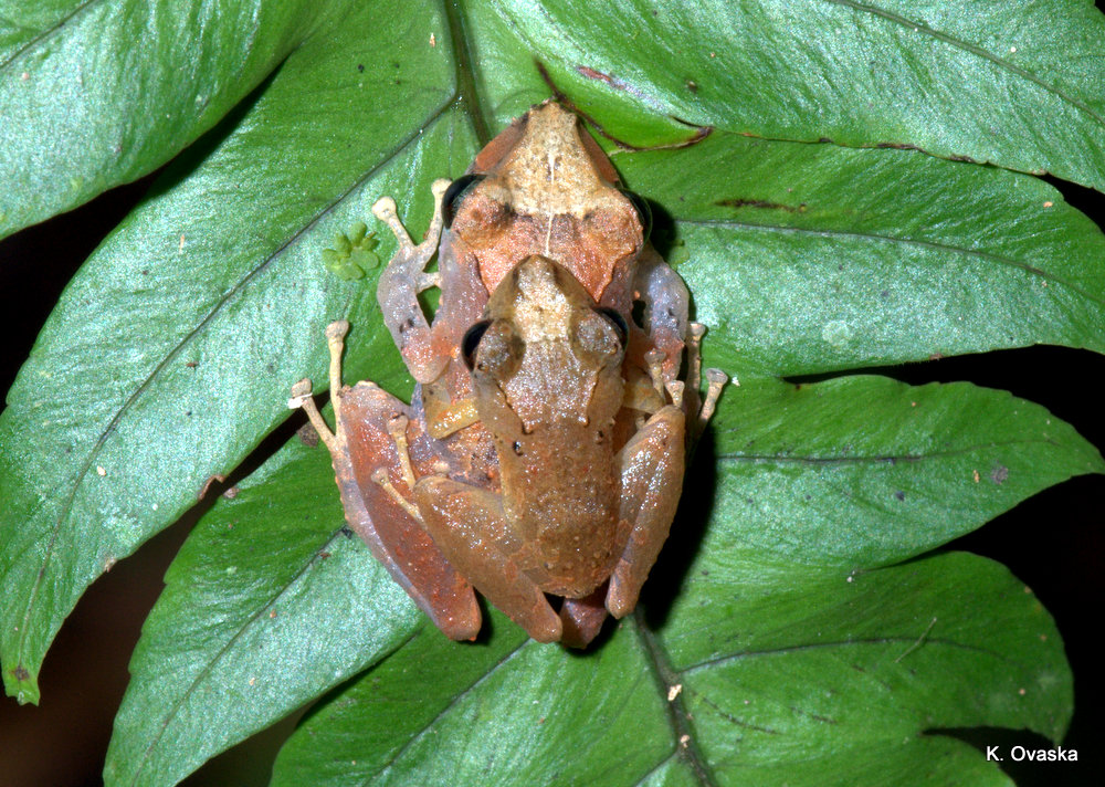 Pristimantis ockendeni Pristimantis ockendeni