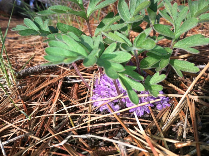 Hydrophyllum alpestre
