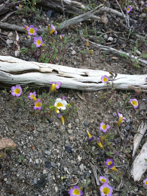 Phacelia bicolor