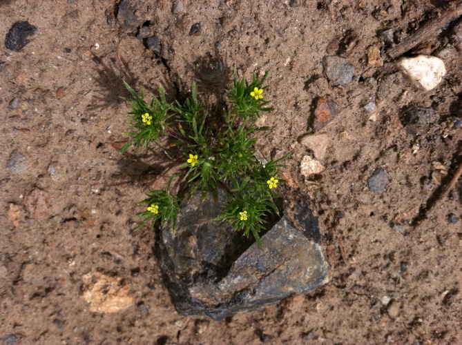 Navarretia breweri