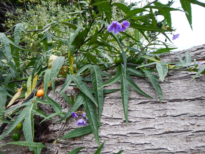 Solanum laciniatum Solanum laciniatum