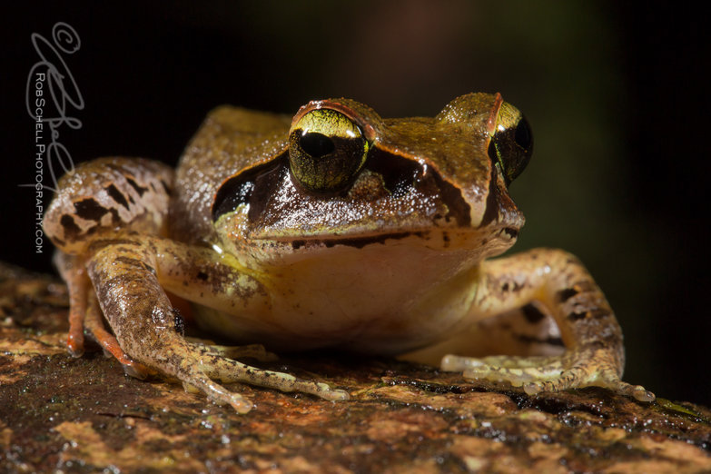 Aglyptodactylus madagascariensis