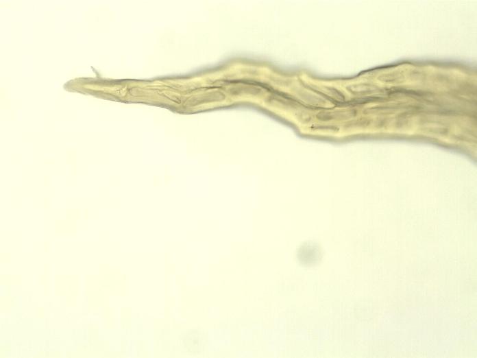 Ulota obtusiuscula