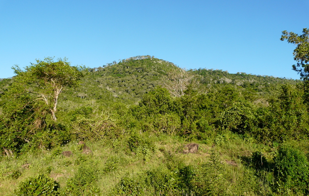 Forests in Shimba Hills, Kenya