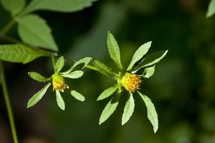 Bidens frondosa