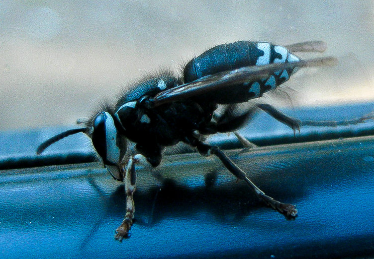 Vespula consobrina Vespula consobrina