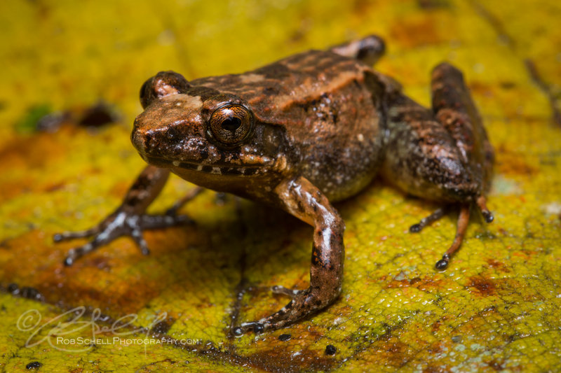 Mantidactylus betsileanus Mantidactylus betsileanus