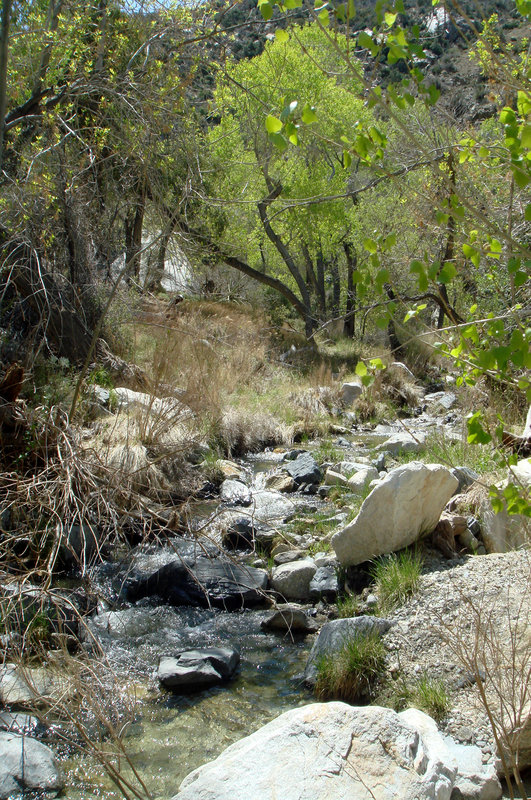 Horesethief Creek in Peninsular Range