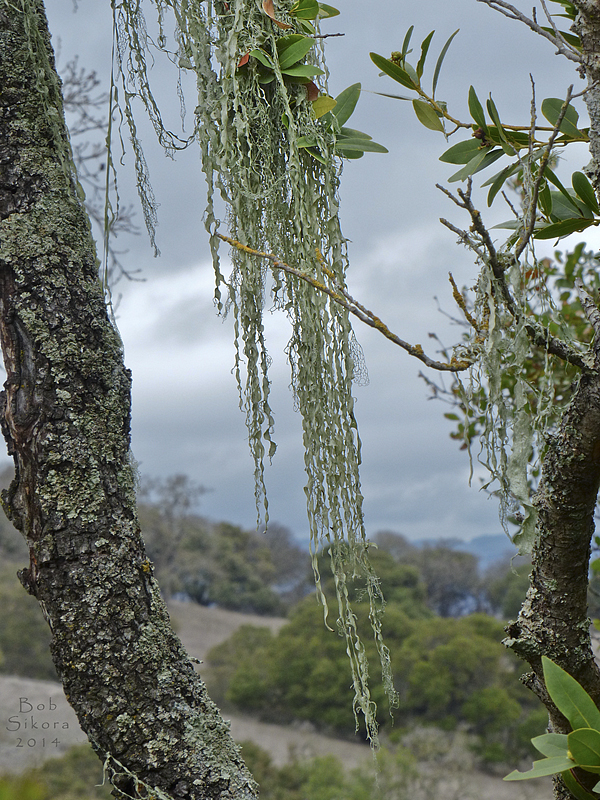 Ramalina menziesii Ramalina menziesii
