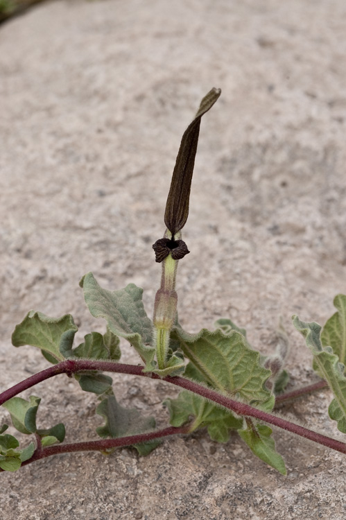Aristolochia wrightii var. wrightii