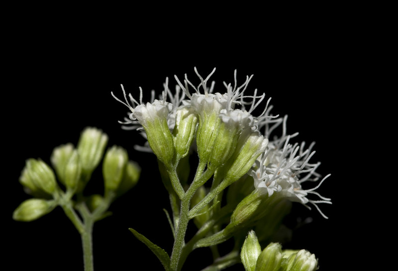 Ageratina altissima var. altissima