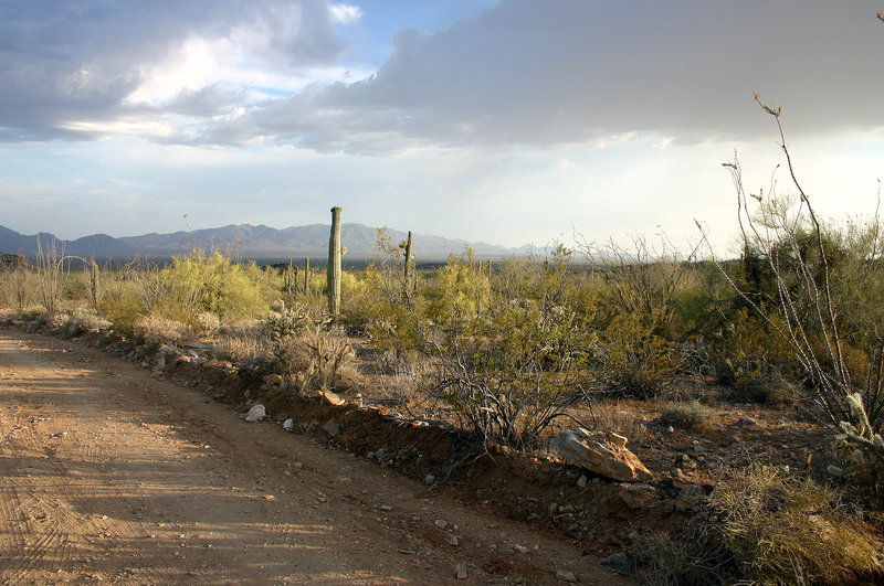 Sonoran Desert (Arizona)