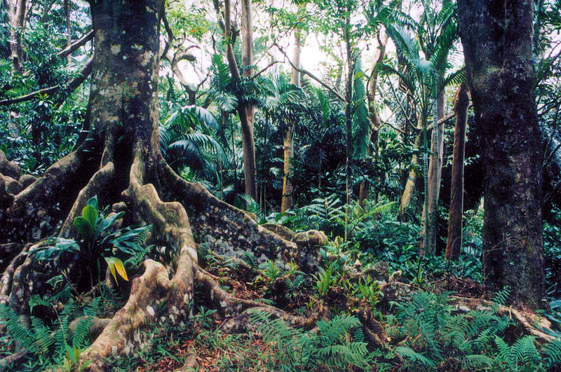 Honolulu Watershed Forest Reserve (Hawaii)