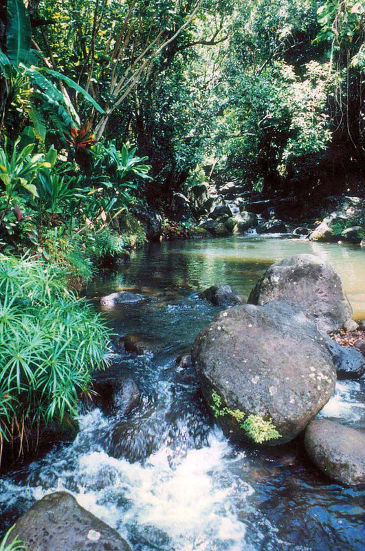 Honolulu Watershed Forest Reserve (Hawaii)
