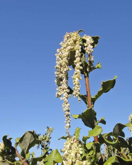 Garrya elliptica Garrya elliptica