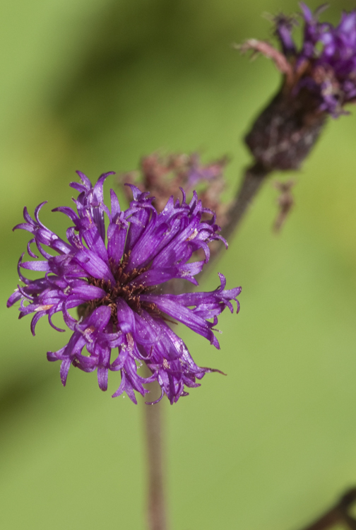 Vernonia noveboracensis