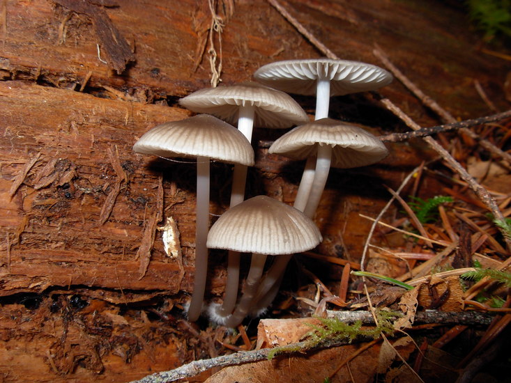 Mycena alcalina Mycena alcalina