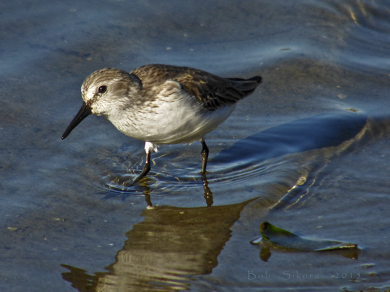 Calidris mauri Calidris mauri
