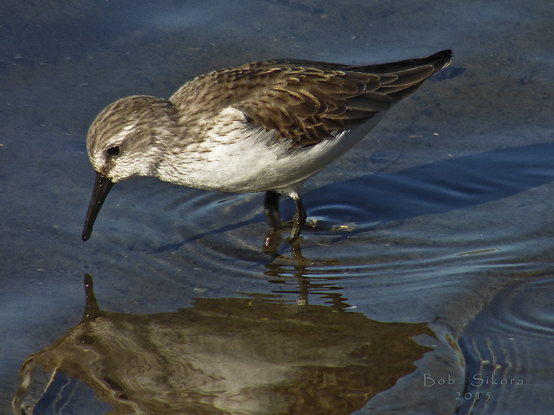 Calidris mauri Calidris mauri