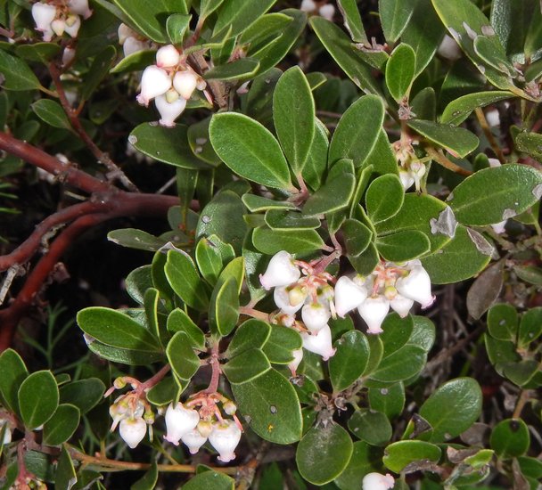 Arctostaphylos franciscana Arctostaphylos franciscana