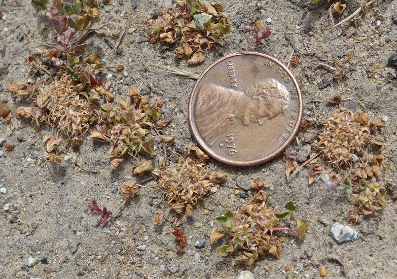 Trifolium suffocatum Trifolium suffocatum