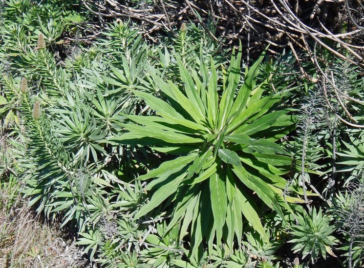 Echium pininana Echium pininana