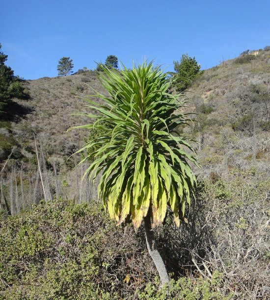 Echium pininana